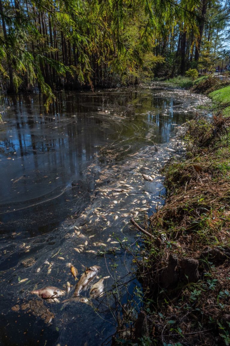 Large fish die off in lake